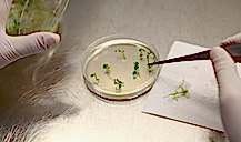 Hibrit Başka GDO (Genetiği Değiştirilmiş Organizma) Başka Bir Şey